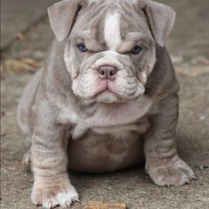 Meet your Posher, Tony